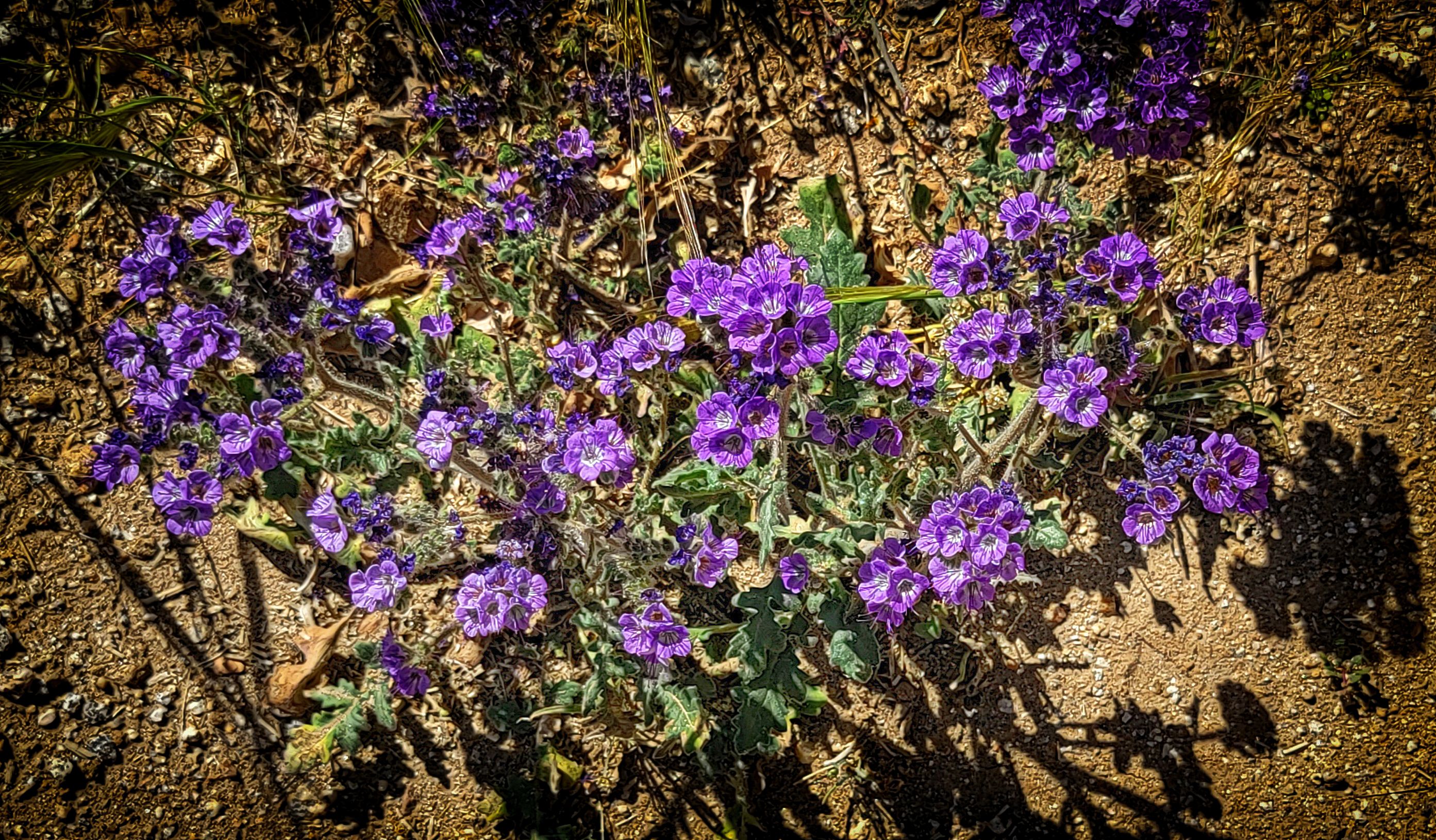 Wild Heliotrope